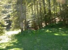 Cheile Vaii Stanei - Muntii Ciucas Poiana de dupa chei ciucas chei valea stanei