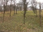 Cimitirul Eroilor de la Poieni - Targu Ocna Camp cu griciorei (primule) cimitir eroi poieni