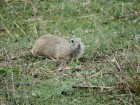 <Marmota> pe Dealul Consul consul dobrogea