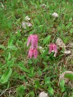 Lalele-pestrite (Fritillaria meleagris)