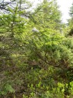 Varful Grindusu - Muntii Tarcaului Intre ienuperi grindusu tarcau