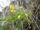 Floare rara deasupra intrarii