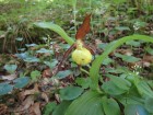 Papucul-doamnei (Cypripedium calceolus)