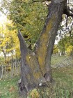 Bisericuta veche din cimitirul Bogdanei Tinta calatoriei Bisericuta veche cimitir Bogdana