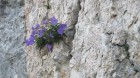 Piatra Scrisa - Piatra Mare Clopotei Piatra Scrisa