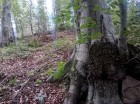 Trei Caldari Trei Caldari - 1 Muntele Cozla Trei Caldari